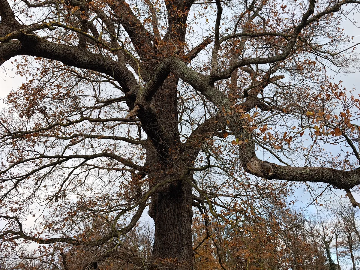 Ancient oak silhouette in winter
