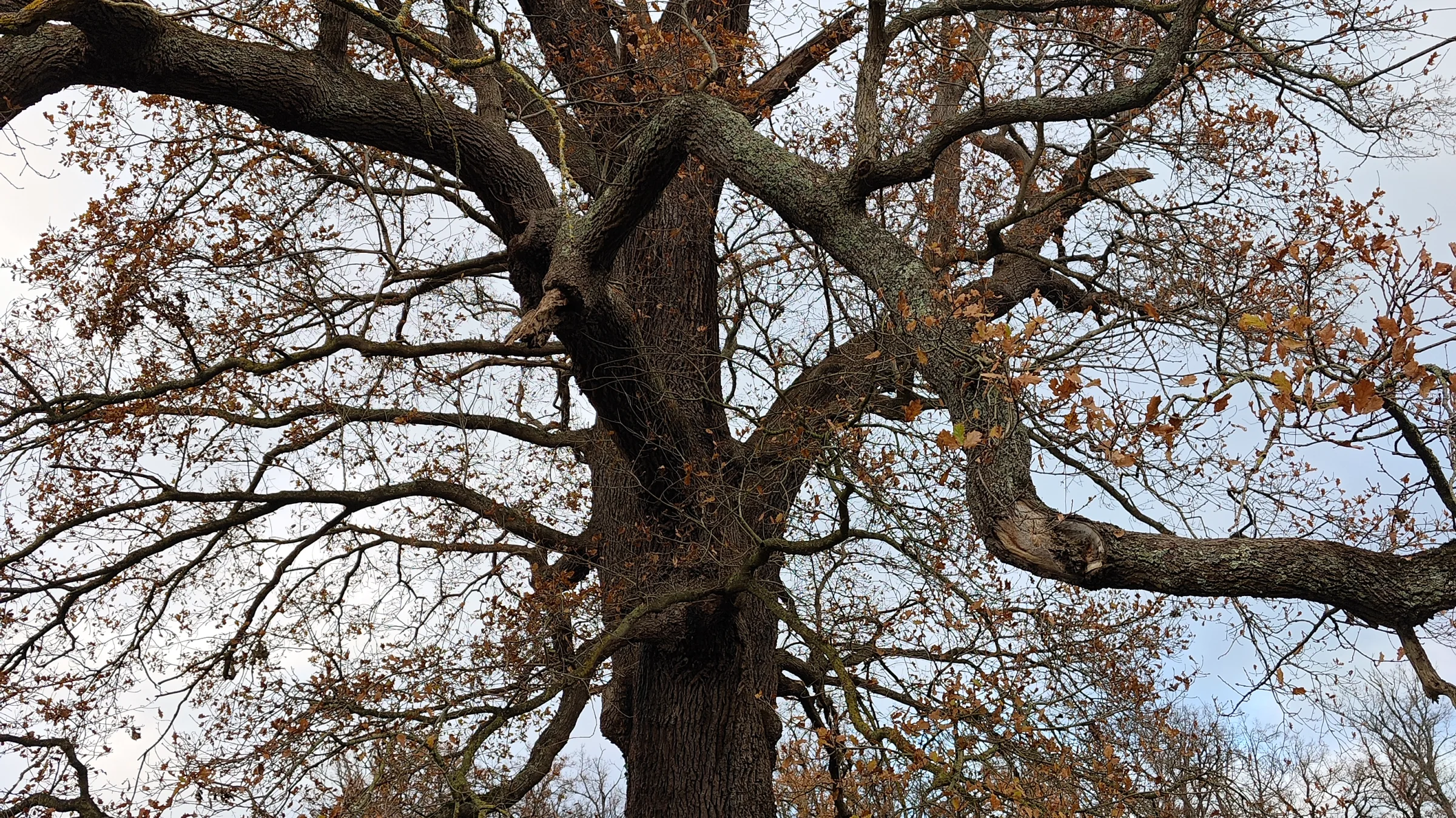 Ancient oak in winter