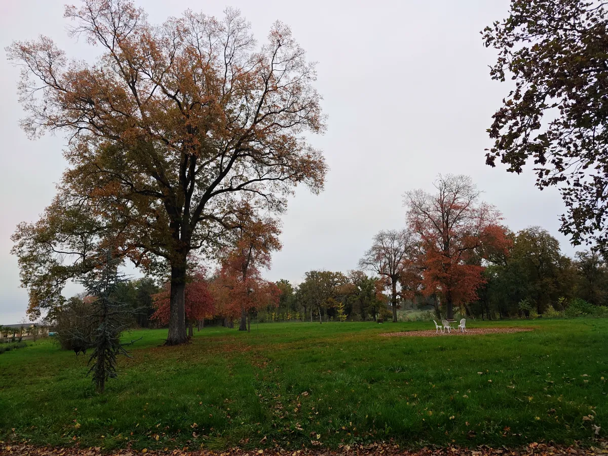 Autumn colour surrounding the sauna