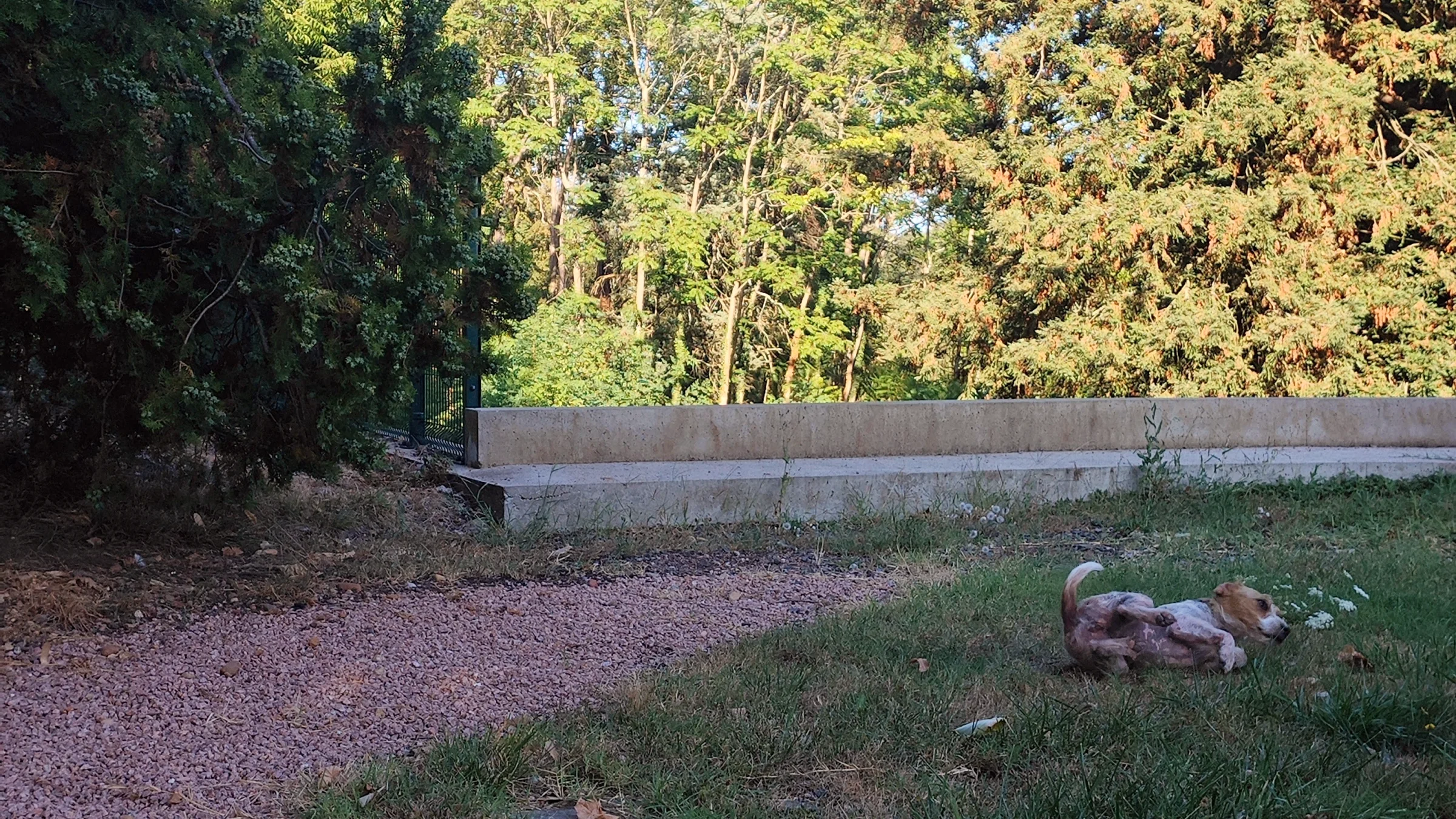 Tree-lined driveway leading visitors through a leafy canopy toward the estate entrance