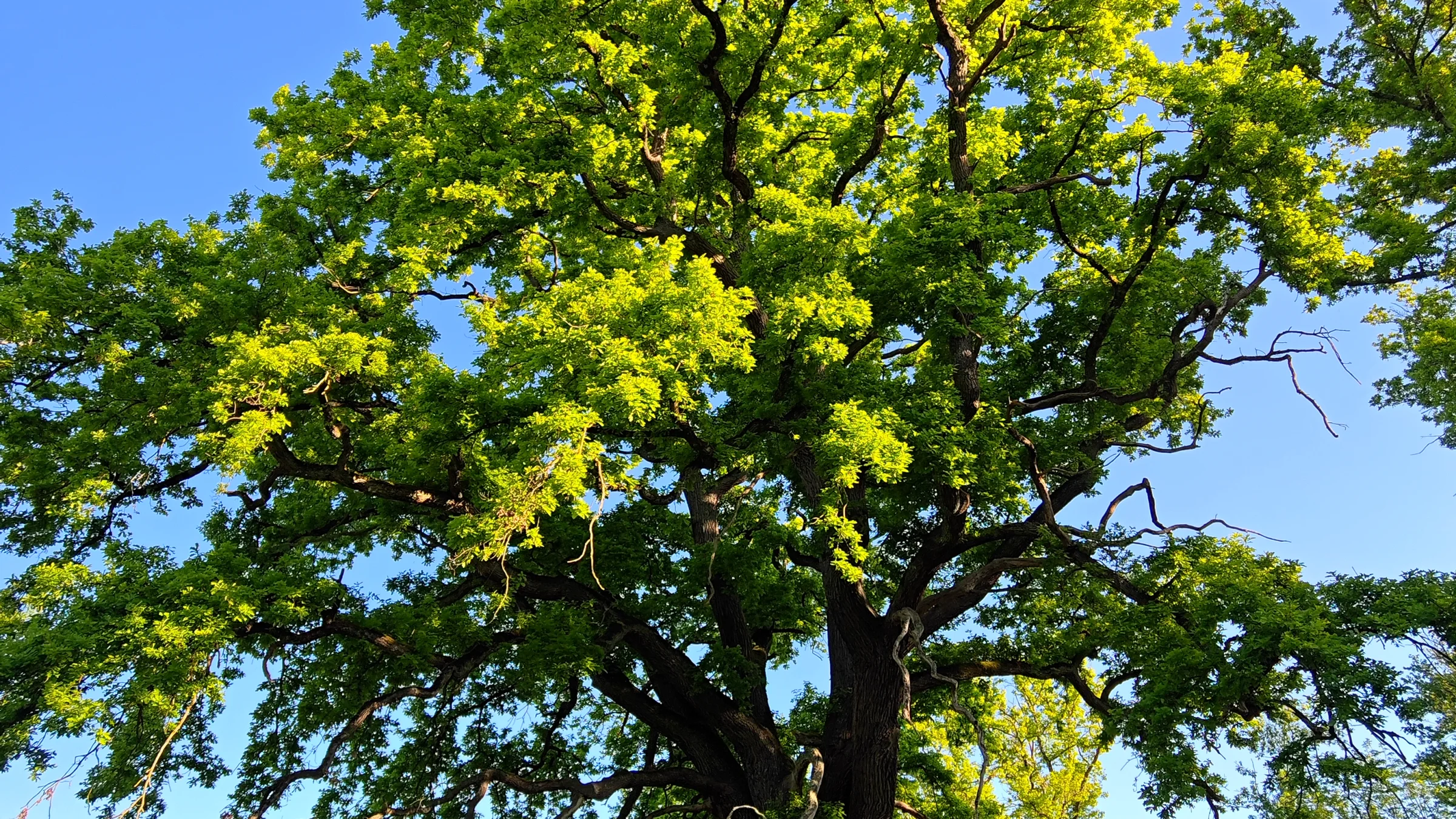 Majestic ancient oak tree in full summer foliage standing sentinel on the estate grounds
