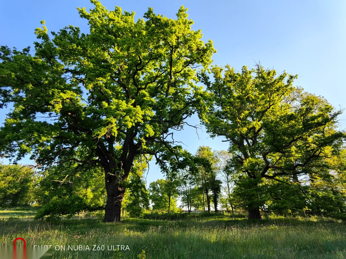 Ancient oak grove in the estate woodland with dappled sunlight