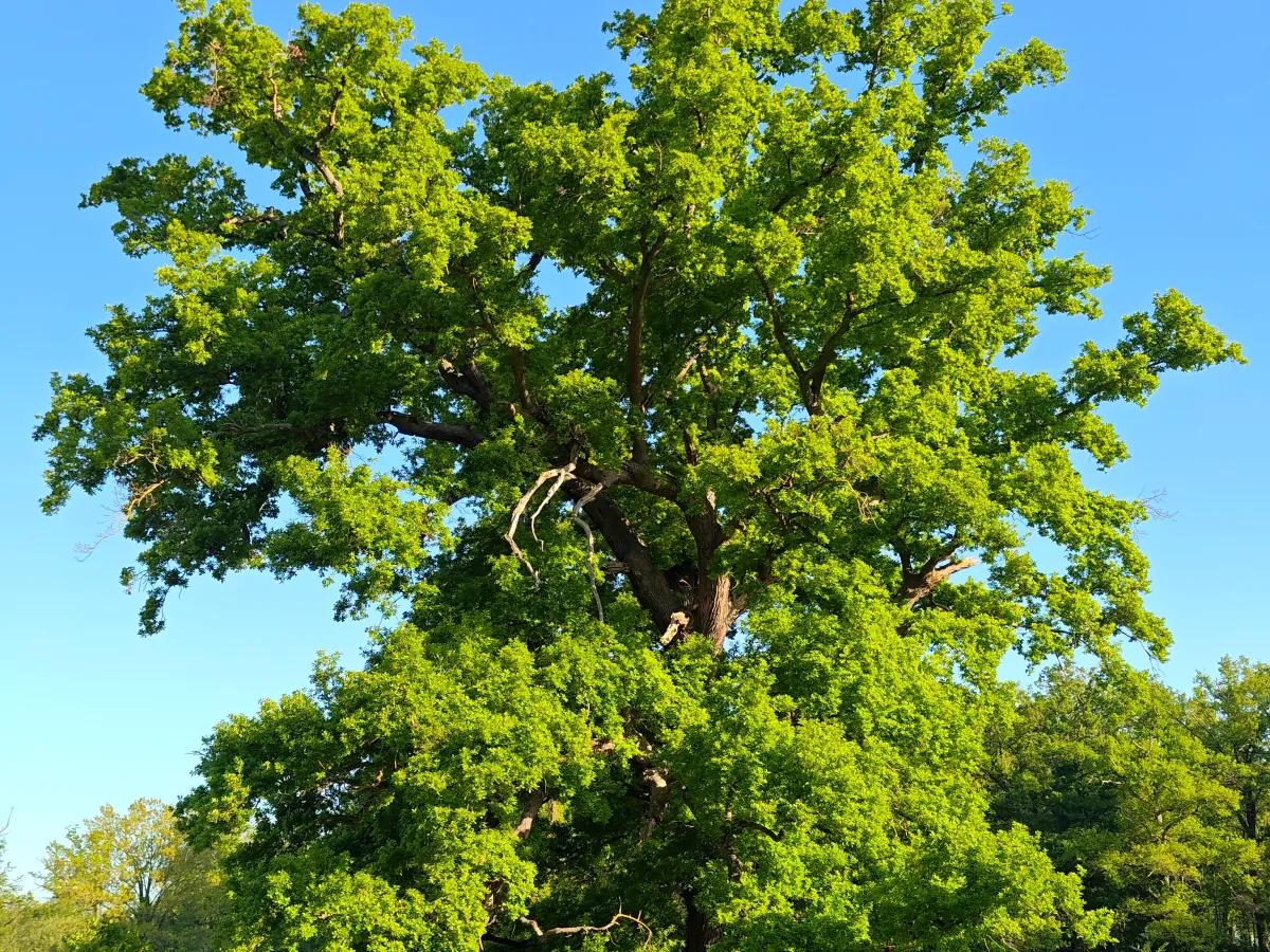 Oak canopy alive with birdsong