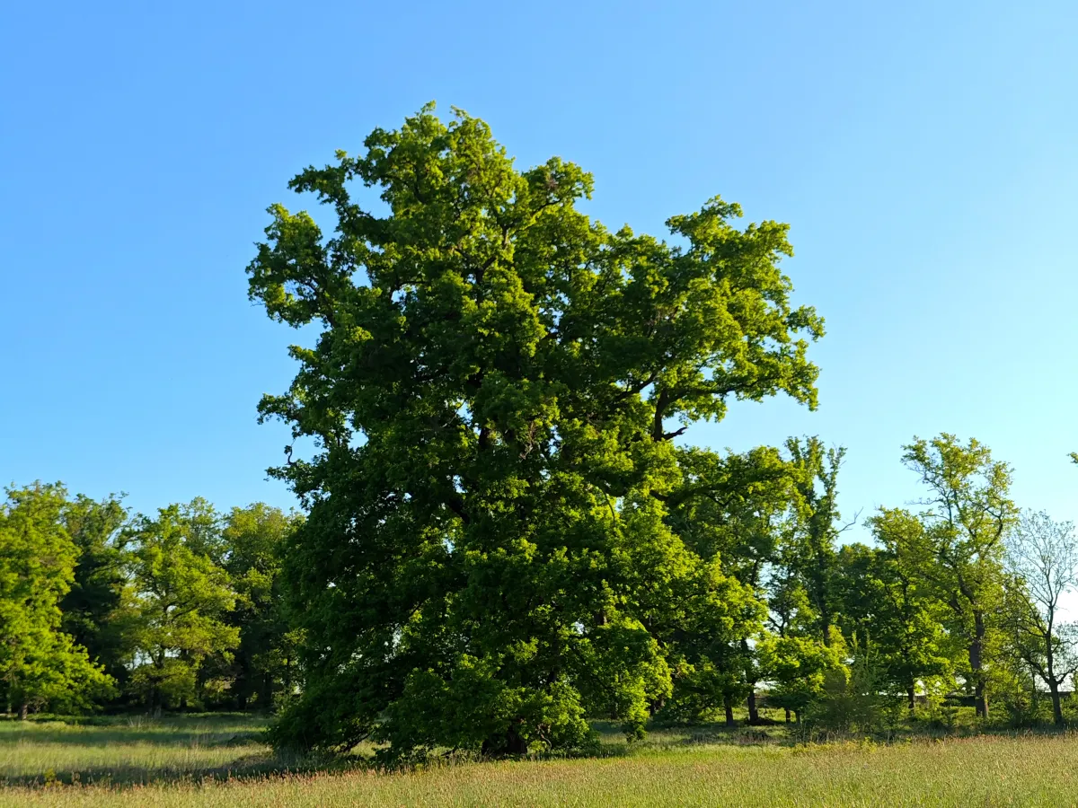 Majestic ancient oak tree in full summer foliage on the estate grounds