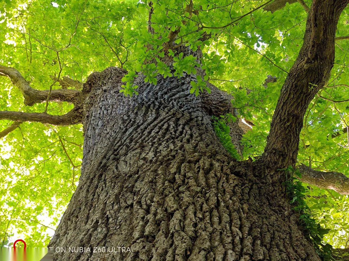 Looking up through oak canopy