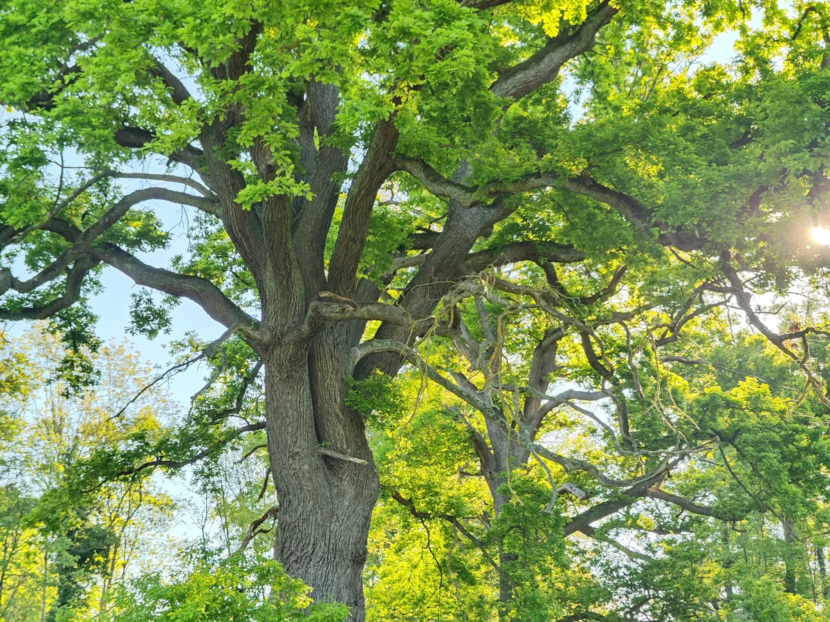 Sunlight filtering through twin oaks
