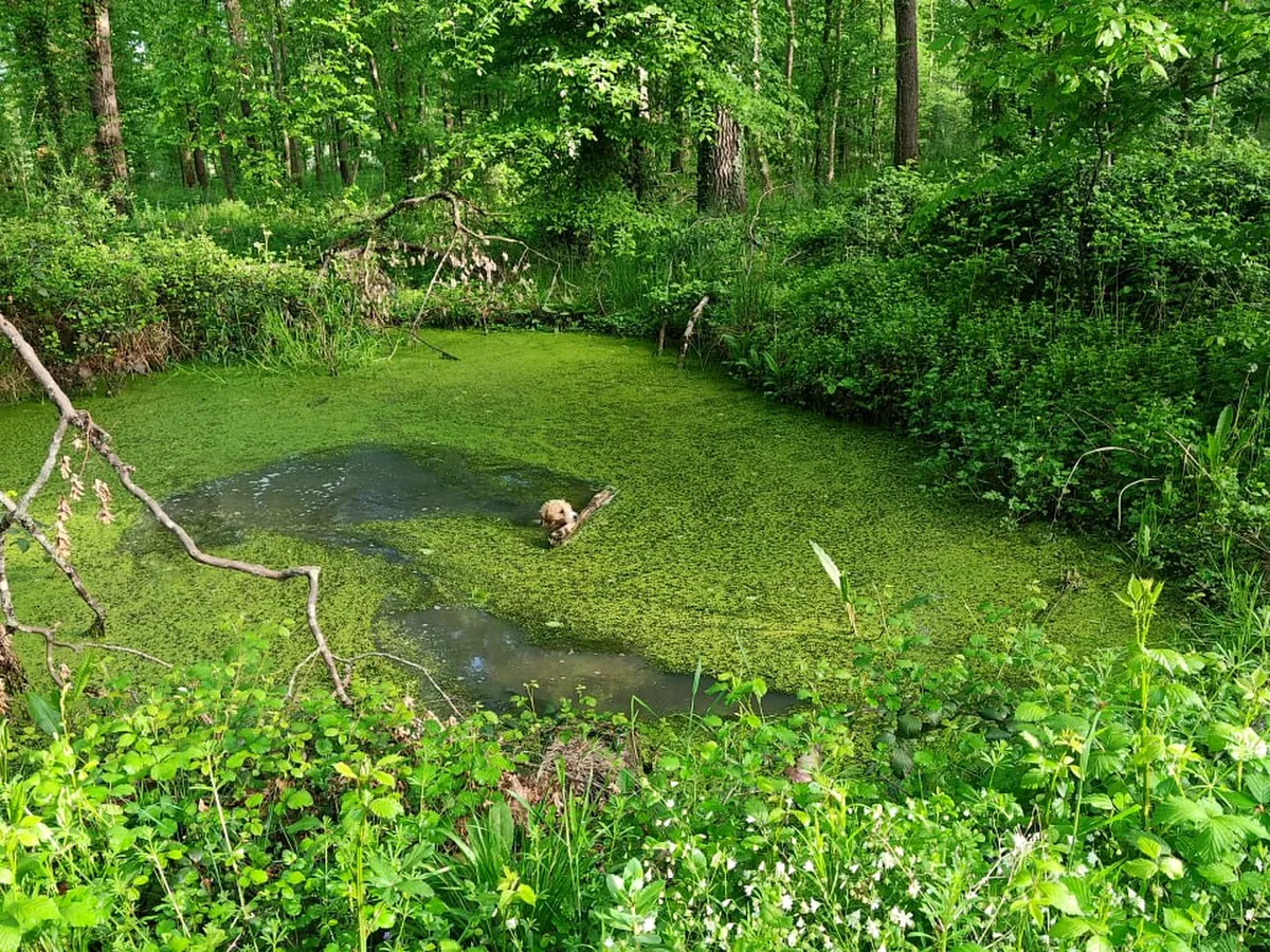 Spring-fed pond surrounded by woodland on the estate grounds
