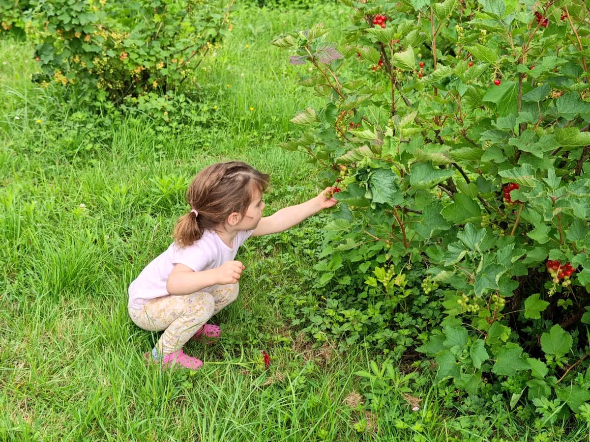 Berry bushes heavy with fruit