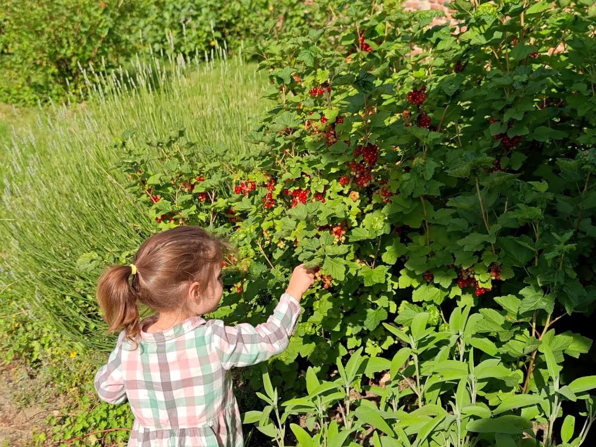 Preserve & Jam-Making