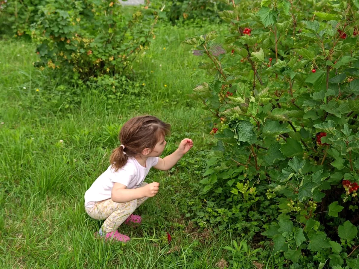 Crouching to pick low berries
