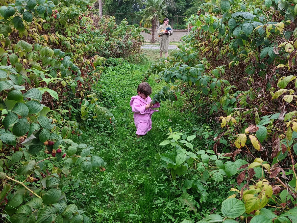 Child exploring berry rows
