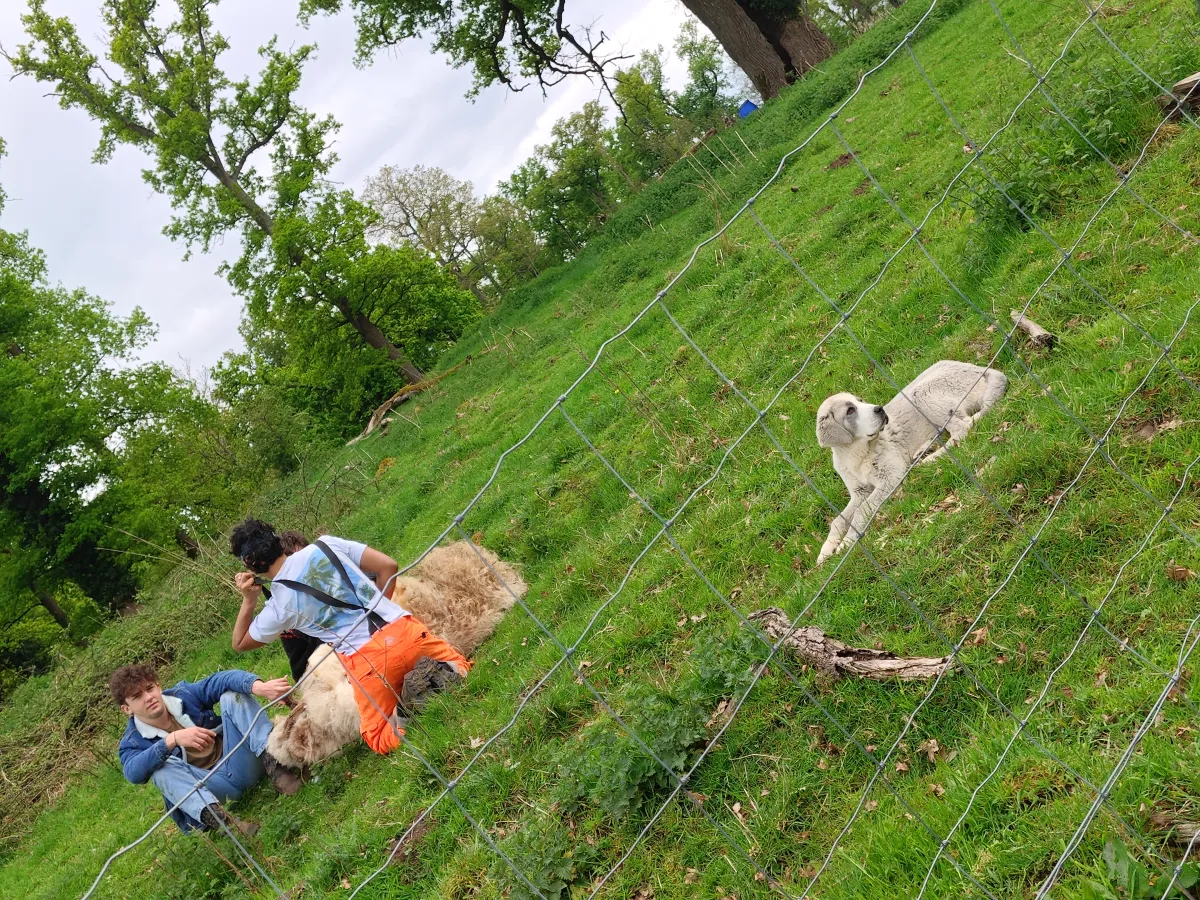 Children meeting the estate sheep