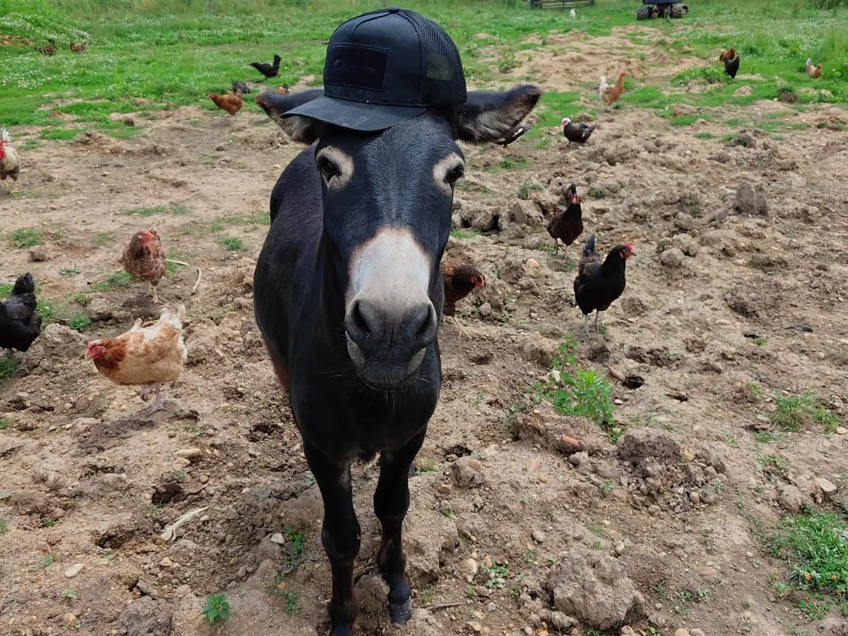Donkey and chickens in the farmyard