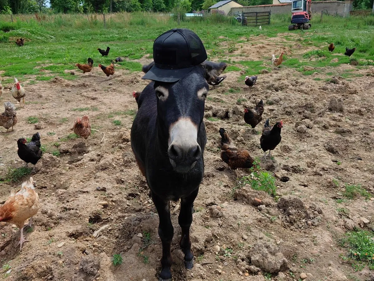 Donkey wearing a cap