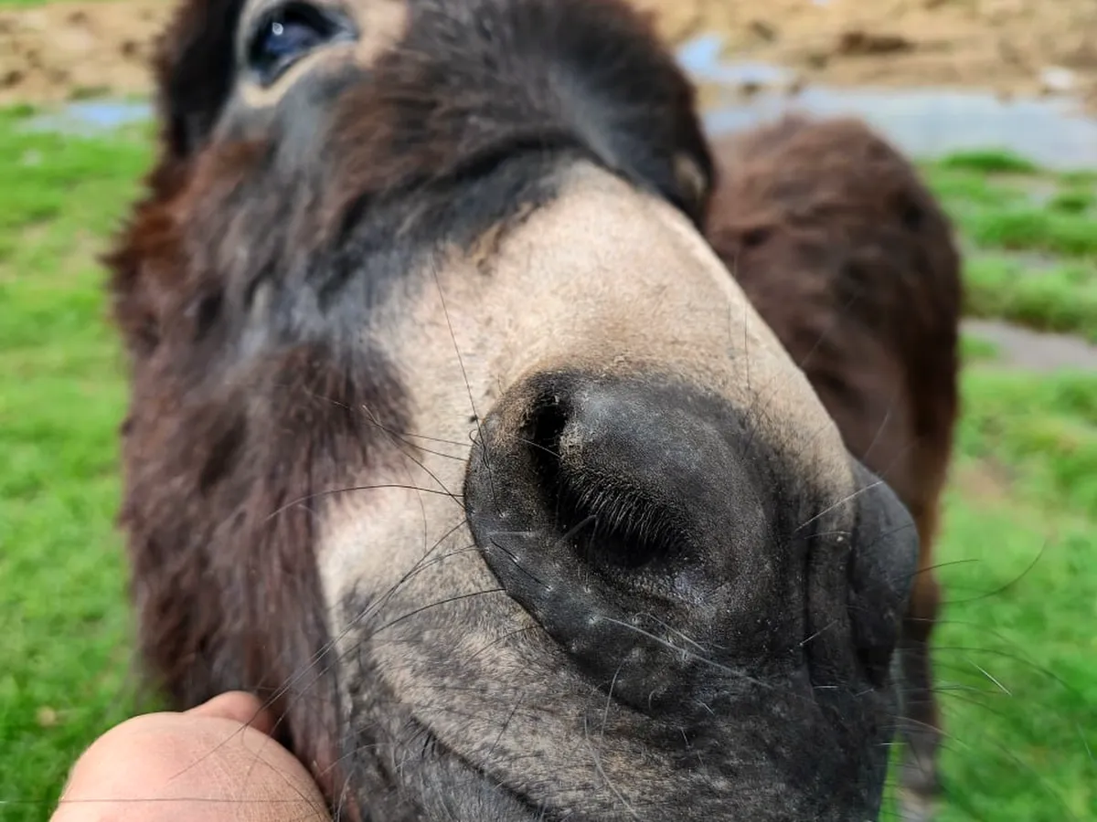 Close-up of the donkey