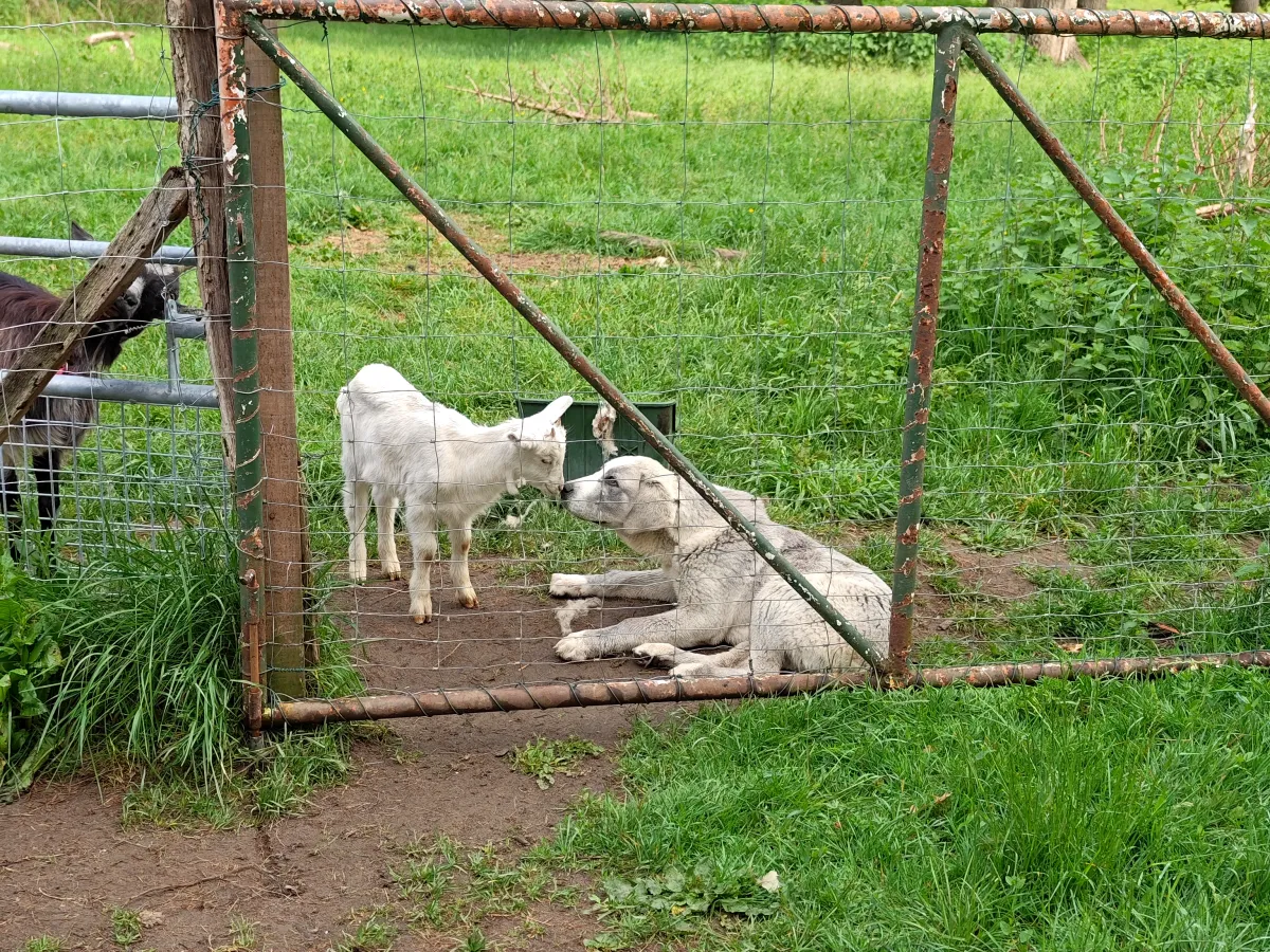 Goat kids with sheep