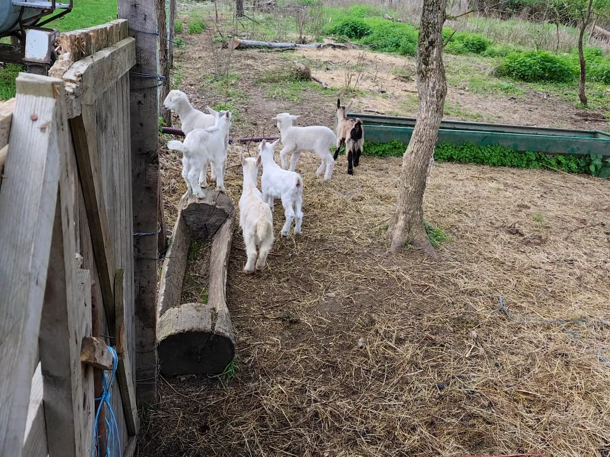 Baby goats in their enclosure