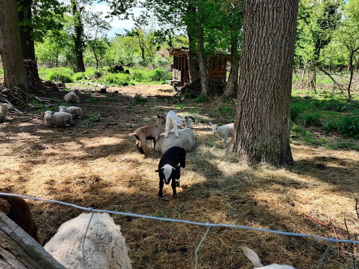 Morning Egg Collection