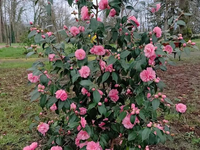 Camellia bush in the heritage garden
