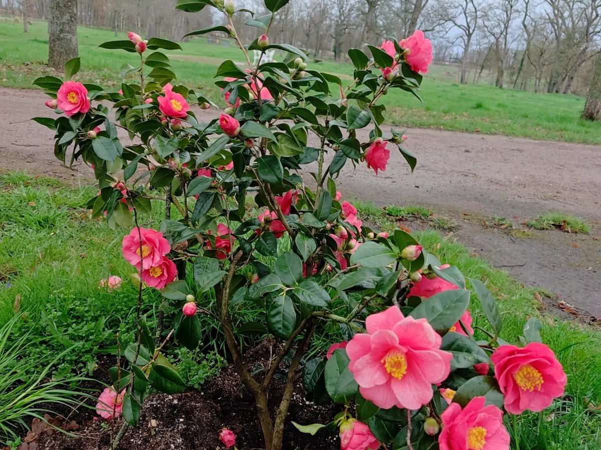 Camellias along the driveway