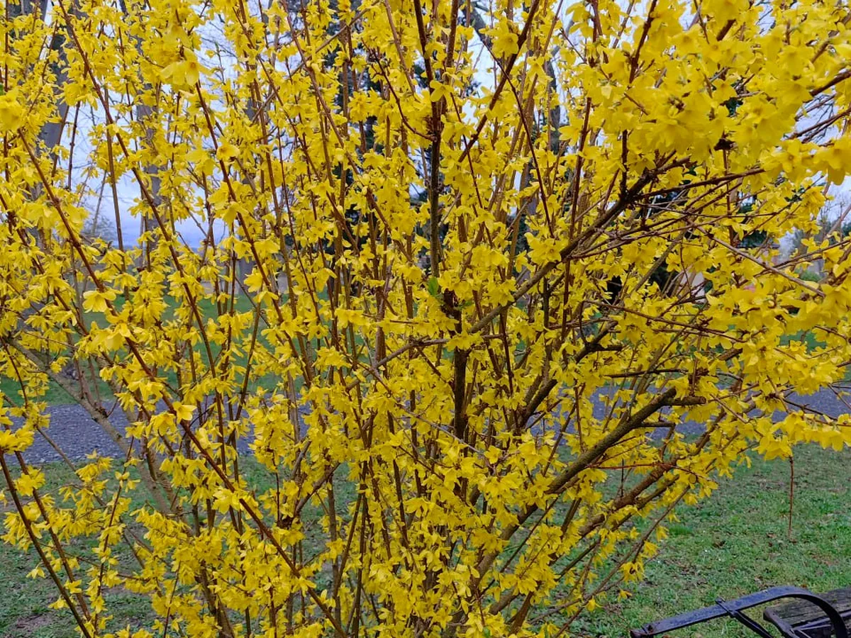 Herbs and flowers for soap fragrances