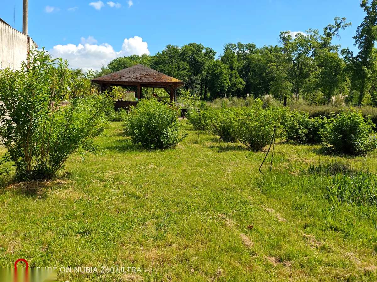 Wild berries near the gazebo