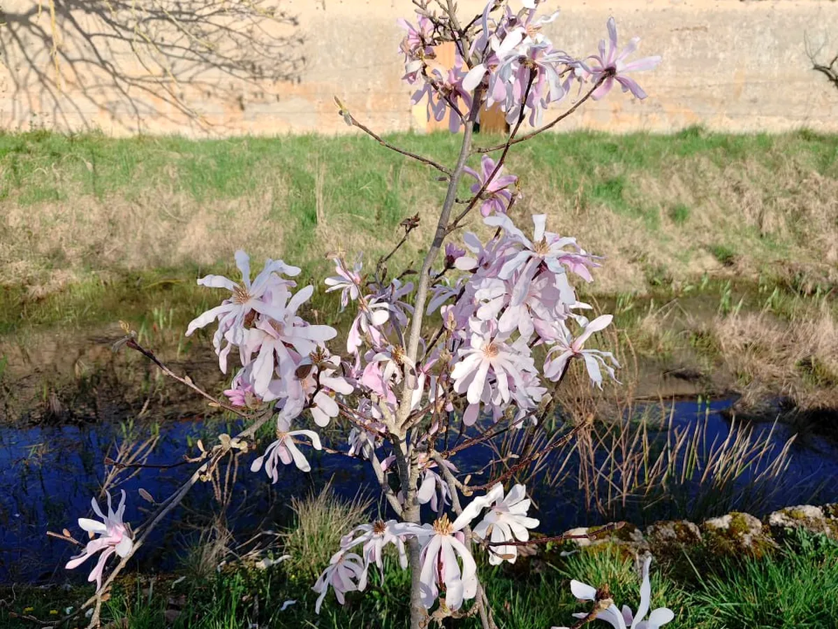 Botanicals from the estate gardens