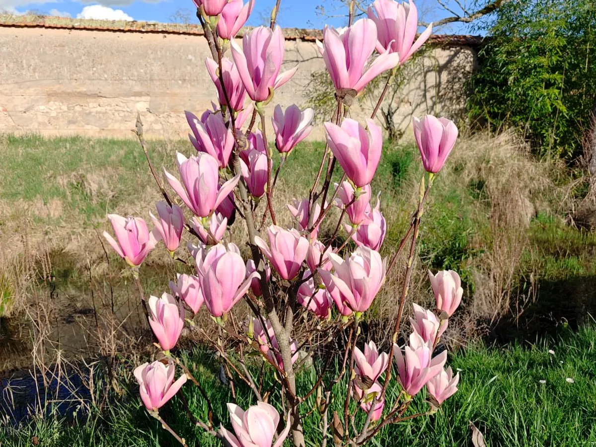 Full magnolia tree in bloom