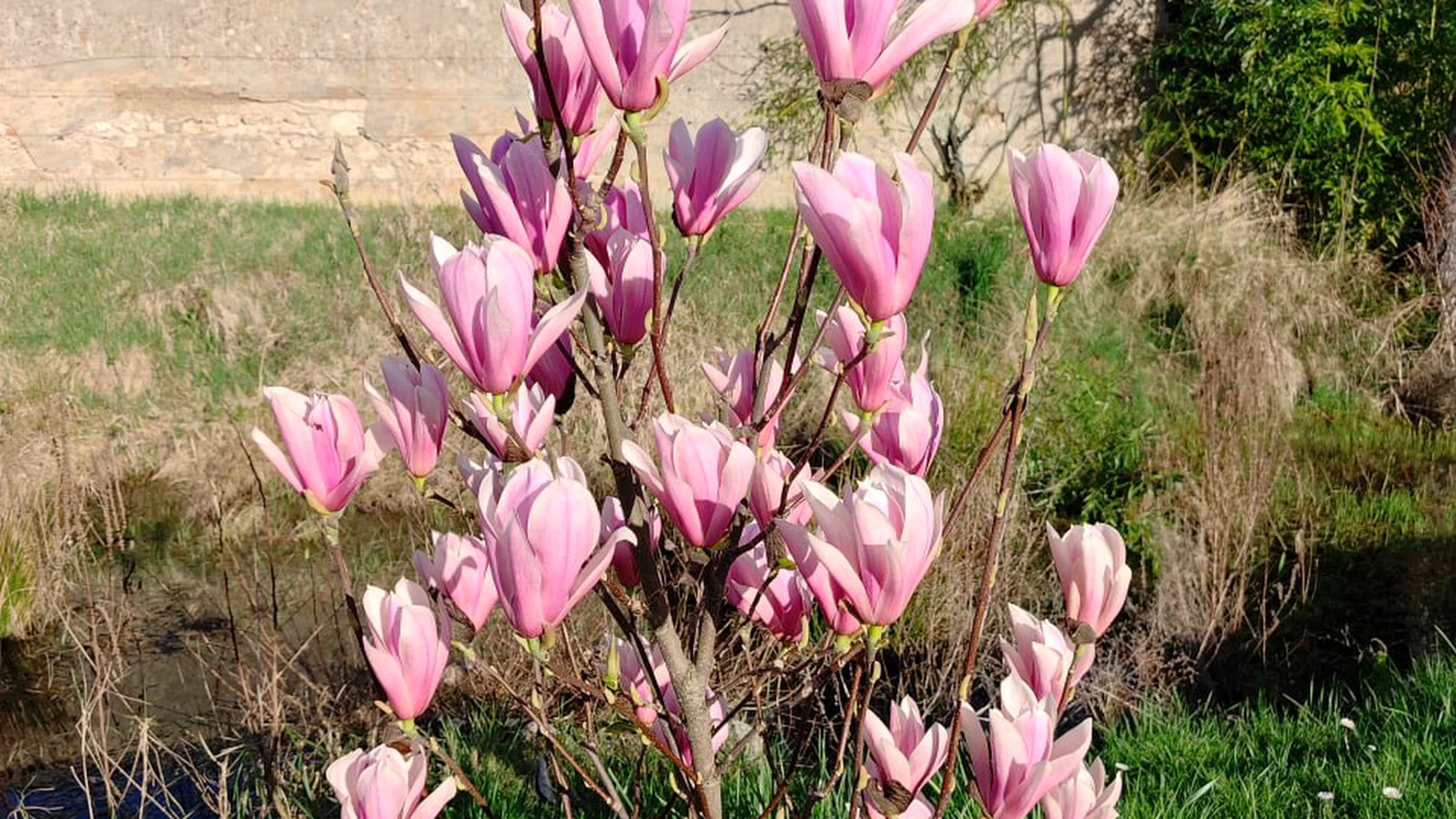 Magnolia in bloom