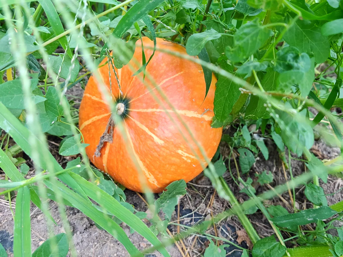 Pumpkins ripening in the garden