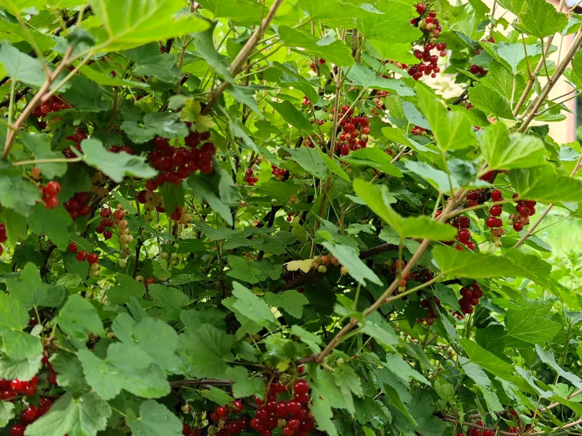 Red currants for dessert