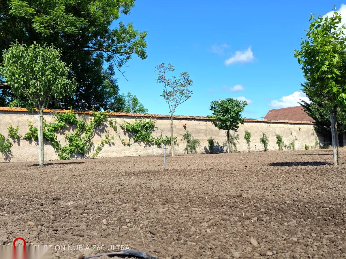 Espalier fruit trees along the walled garden