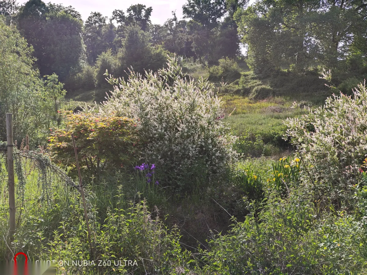 Wild irises by the pond