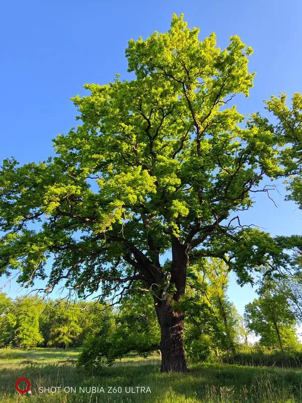 A single great oak against a cloudless sky