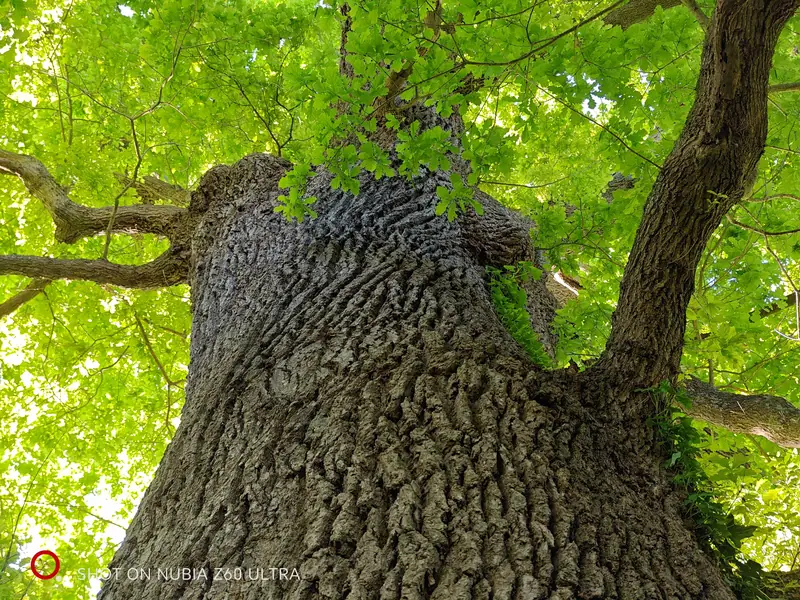 Looking up the trunk of an ancient oak into its green canopy