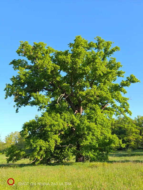 An oak in full canopy against a clear blue sky