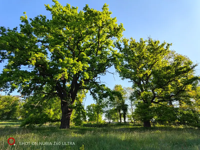 Mature oaks standing in the estate meadow