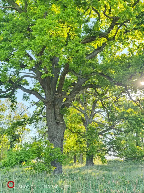 A mature oak standing in the estate parkland in spring
