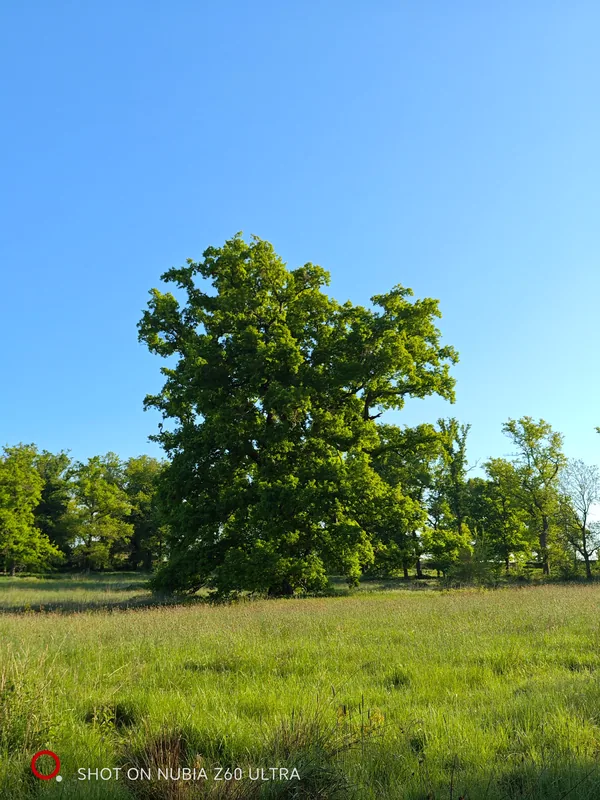 A broad oak in fresh spring leaf on the parkland