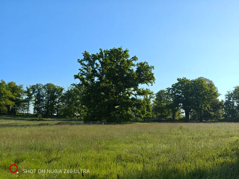 The parkland treeline across open meadow