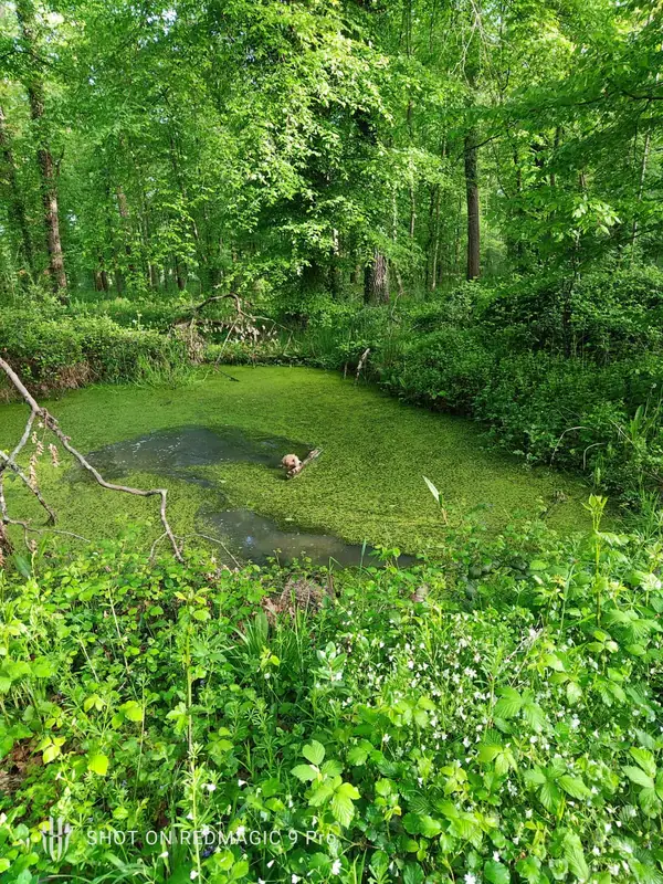 A green woodland pond deep in the estate trees