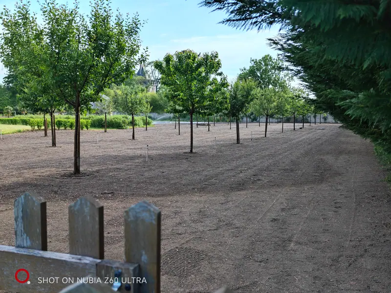 A young tree-lined avenue leading through the estate grounds