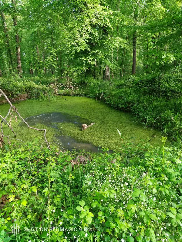 A still woodland pond surrounded by dense green spring growth
