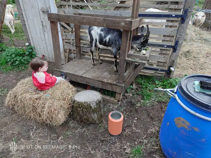 A child beside the goat pen on a bale of hay
