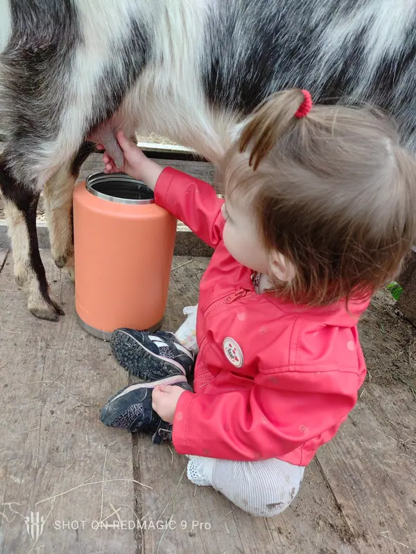 A small child carefully milking one of the estate goats into a jug