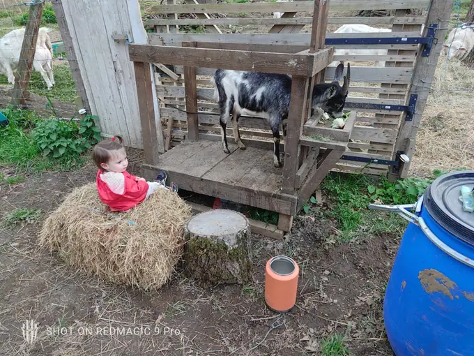 A child sitting on a hay bale watching the goats in their pen