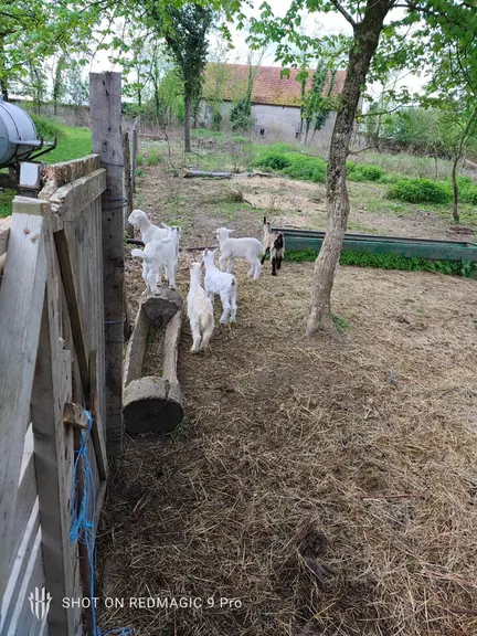 Goats gathered at their feeder in the paddock