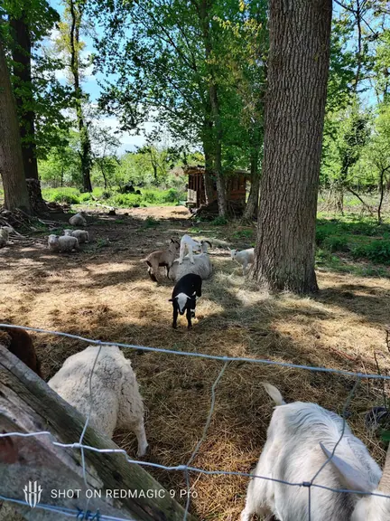 Goats grazing in the shade of the estate trees
