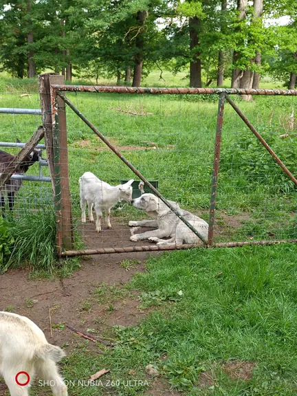 Young lambs resting behind a field gate