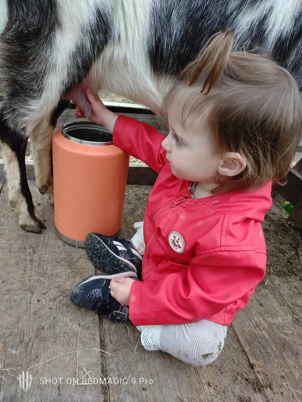 A child milking one of the estate goats into a jug